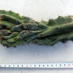 サボテン　柱サボテン　約25ｃｍの画像