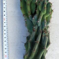 サボテン　柱サボテン　約25ｃｍの画像