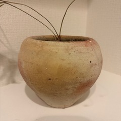 【無料】5号鉢 直径15cm×高さ12cmの画像