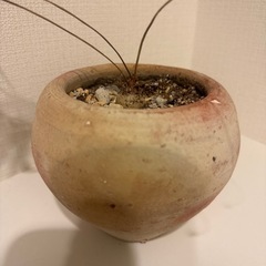 【無料】5号鉢 直径15cm×高さ12cmの画像