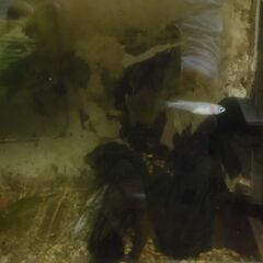 めだか　無料　ミックス　10匹ほど　西宮の画像