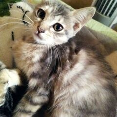 2ヶ月かわいい子猫です