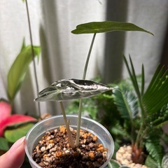 アロカシア　アマゾニカ（たぶん）の画像