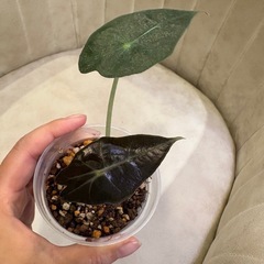 アロカシア　アマゾニカ（たぶん）の画像