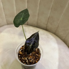 アロカシア　アマゾニカ（たぶん）の画像