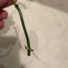 ﾓﾝｽﾃﾗ ｼﾞｪｲﾄﾞｼｬﾄﾙｺｯｸ 観葉植物　の画像