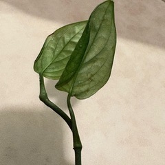 ﾓﾝｽﾃﾗ ｼﾞｪｲﾄﾞｼｬﾄﾙｺｯｸ 観葉植物　の画像