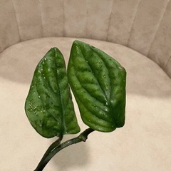 ﾓﾝｽﾃﾗ ｼﾞｪｲﾄﾞｼｬﾄﾙｺｯｸ 観葉植物　の画像