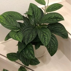 ﾓﾝｽﾃﾗ ｼﾞｪｲﾄﾞｼｬﾄﾙｺｯｸ 観葉植物　の画像