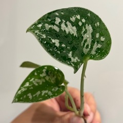 抜き苗　スキンダプサス アルギレウス　観葉植物の画像