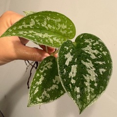 抜き苗　スキンダプサス アルギレウス　観葉植物の画像
