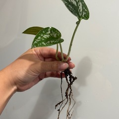 抜き苗　スキンダプサス アルギレウス　観葉植物の画像