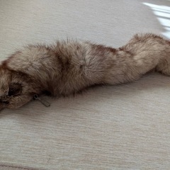 たぬき　ファーティペットの画像