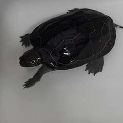 デカくてかっこいいクサガメ 里親募集