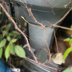 佐賀発 ヤマハ2スト115馬力🐴動作未確認 取りに来てくれる人を優先します‼️の画像