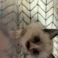 ビアード🥸　男の子　生後1ヶ月