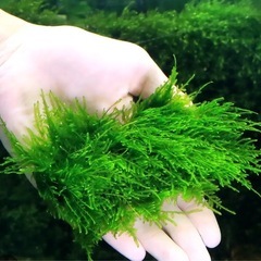 水草 ウィローモス 熱帯魚用 水槽 水中草の画像