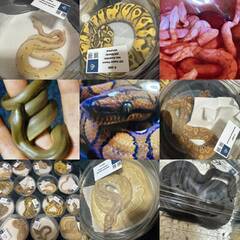 🦎トカゲ・ヘビ・カメ好き集まれ！🐍爬虫類専門LINEオプチ…