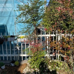 植物★南天とハツユキカズラの画像