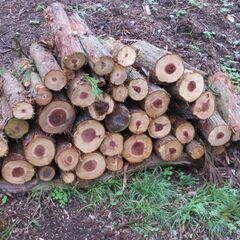 薪　杉　玉切り　いかがですかの画像