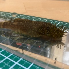 ミニブッシープレコ、アルビノブッシープレコ2匹セット【商談中】の画像