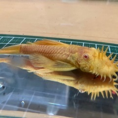 ミニブッシープレコ、アルビノブッシープレコ2匹セット【商談中】の画像