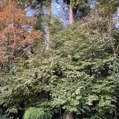 薪・材木・伐採の画像