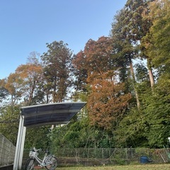 薪・材木・伐採の画像