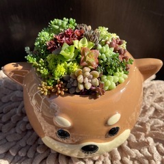 多肉植物の寄せ植え★柴犬♡の画像