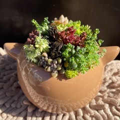 多肉植物の寄せ植え★柴犬♡の画像