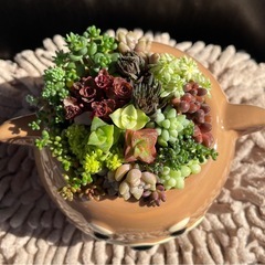 多肉植物の寄せ植え★柴犬♡の画像