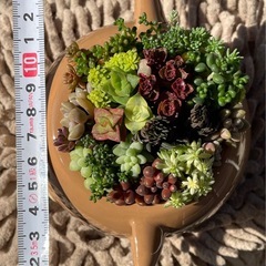 多肉植物の寄せ植え★柴犬♡の画像