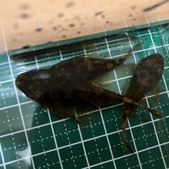 ミニブッシープレコ3匹セットの画像