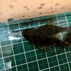 ミニブッシープレコ3匹セットの画像