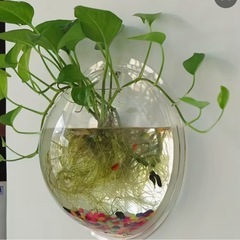 壁掛け水耕栽培ポット 透明 丸型花瓶 屋内 屋外 ガーデニング グリーンプランツ 小型水槽  壁装飾 透明花瓶 軽量の画像
