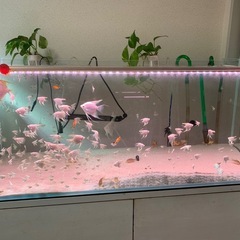 エンゼルフィッシュの画像