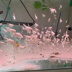 エンゼルフィッシュの画像