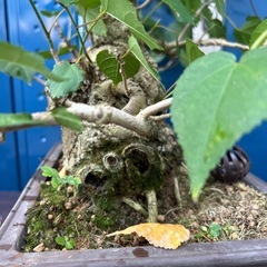 オオハマボウ盆栽の画像