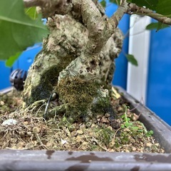 オオハマボウ盆栽の画像