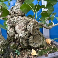 オオハマボウ盆栽の画像