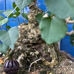 オオハマボウ盆栽の画像