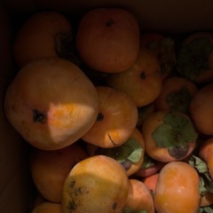 11.04本日午後のみ自宅採取の柿、
種あり4個100円の画像