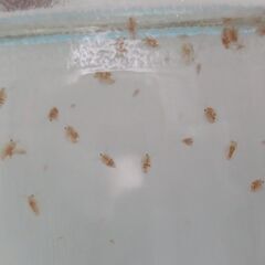 オオミジンコ　２００匹＋α　　　　　　　　　　　　　　　　　　　　　　　　　　　　　25.11.4の画像