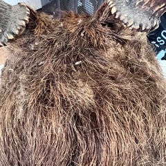 ハンティングトロフィー  　鹿の剥製 の画像