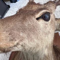 ハンティングトロフィー  　鹿の剥製 の画像