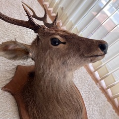 ハンティングトロフィー  　鹿の剥製 の画像