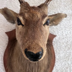 ハンティングトロフィー  　鹿の剥製 の画像