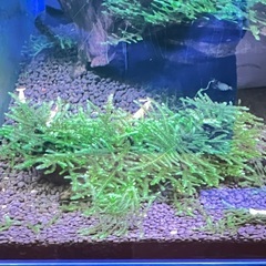 南米ウィローモス　流木活着！の画像