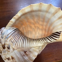 ホラ貝の置物の画像