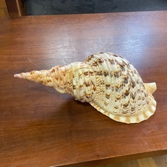 ホラ貝の置物の画像